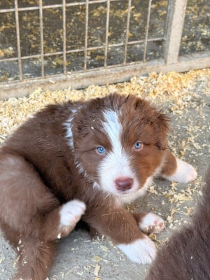 Les chiots de Berger Australien