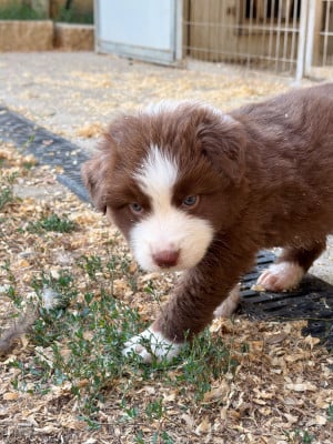 Les chiots de Berger Australien