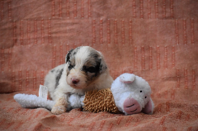 Les chiots de Berger Australien