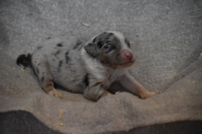 Les chiots de Berger Australien