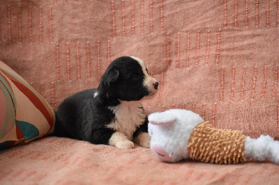 Les chiots de Berger Australien