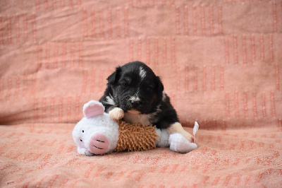 Les chiots de Berger Australien