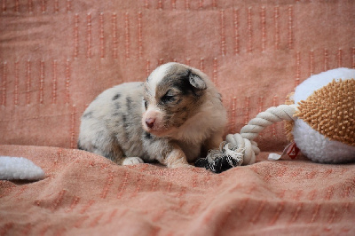 Les chiots de Berger Australien
