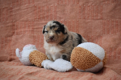 Les chiots de Berger Australien