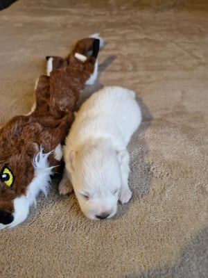 Les chiots de Spitz japonais