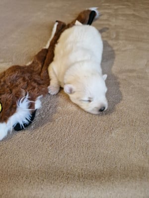 Les chiots de Spitz japonais