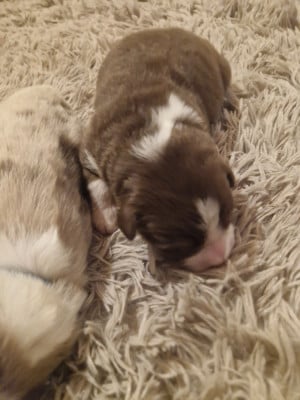 Les chiots de Berger Australien