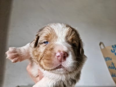 Les chiots de Berger Australien