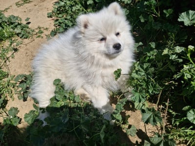 Les chiots de Spitz japonais