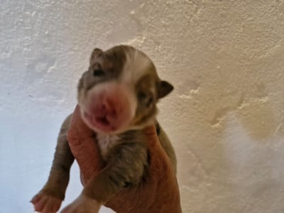CHIOT 2 - Berger Australien