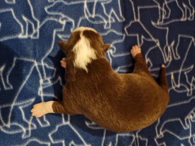 CHIOT 3 - Berger Australien