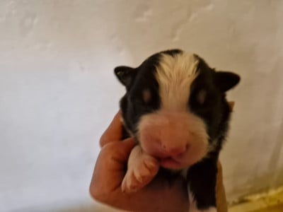 CHIOT 4 - Berger Australien