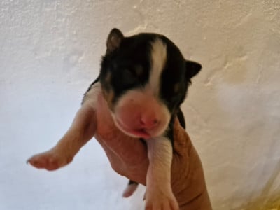 CHIOT 5 - Berger Australien