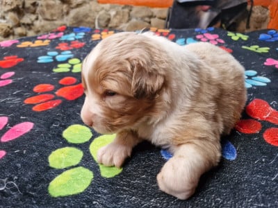 Les chiots de Berger Australien