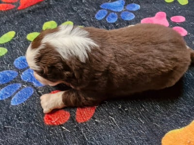 Les chiots de Berger Australien