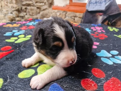 Les chiots de Berger Australien