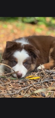 Les chiots de Berger Australien
