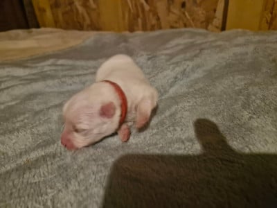 Les chiots de Spitz japonais