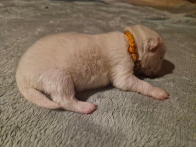 Les chiots de Spitz japonais