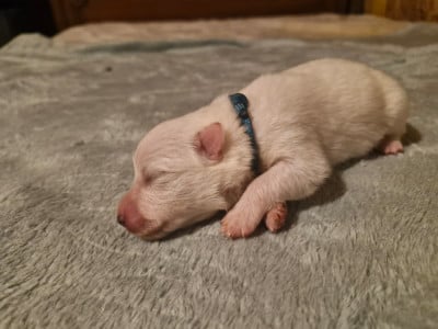 Les chiots de Spitz japonais
