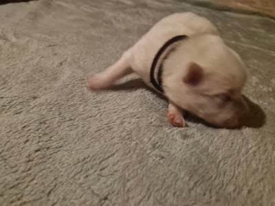 Les chiots de Spitz japonais