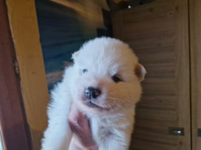 Les chiots de Spitz japonais