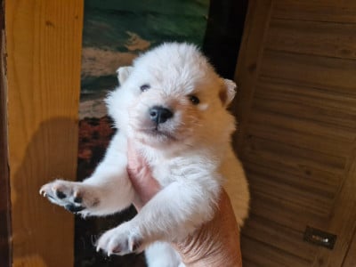 Les chiots de Spitz japonais