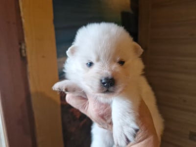 Les chiots de Spitz japonais