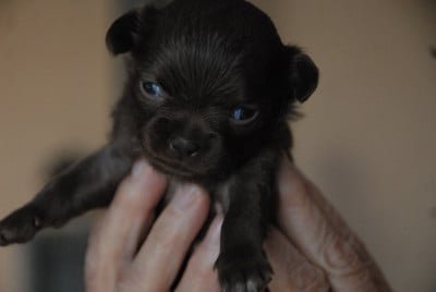 Les chiots de Chihuahua