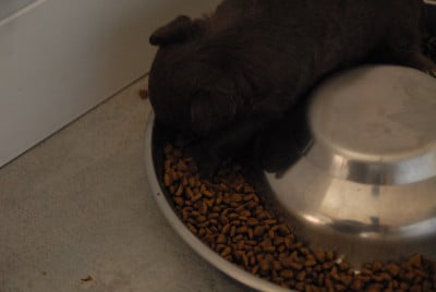 CHIOT - Chihuahua