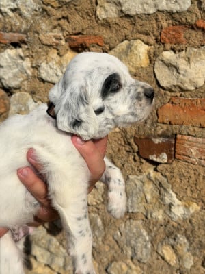 Les chiots de Setter Anglais