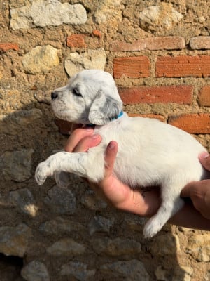 Les chiots de Setter Anglais