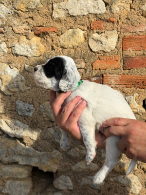 Les chiots de Setter Anglais
