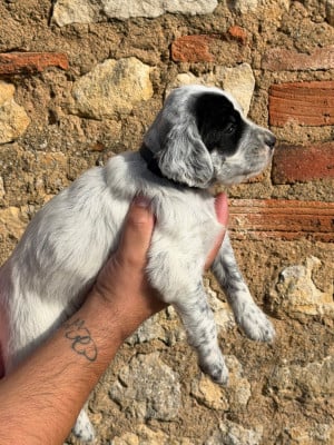 Les chiots de Setter Anglais