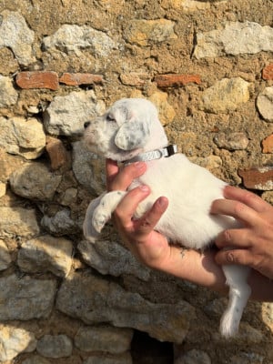 Les chiots de Setter Anglais