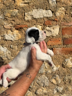 Les chiots de Setter Anglais
