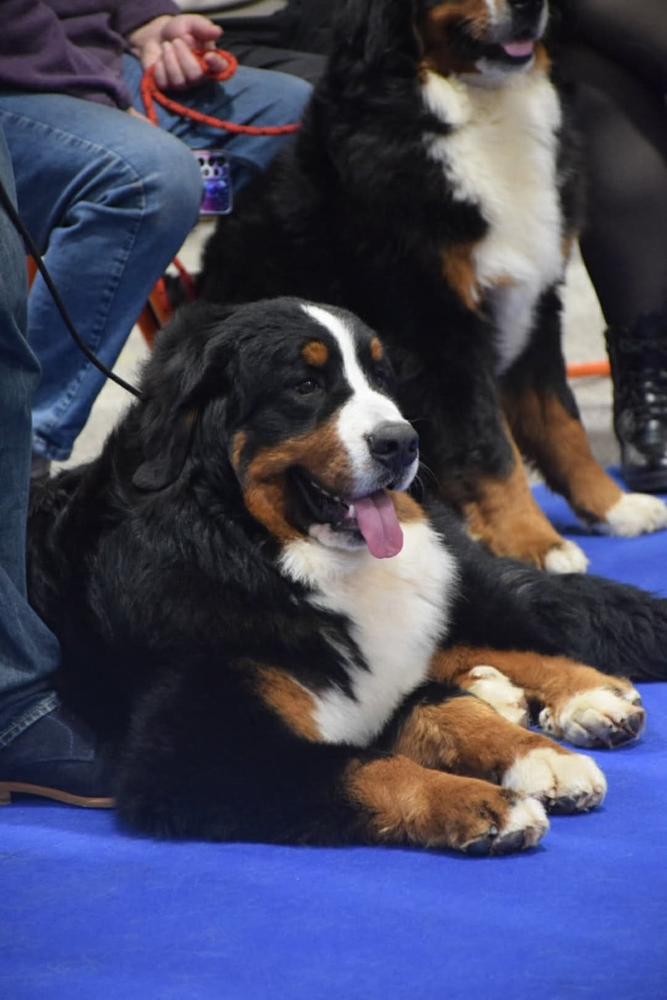 Publication : Du Verger Des Beaurepaires Auteur : M Barrault