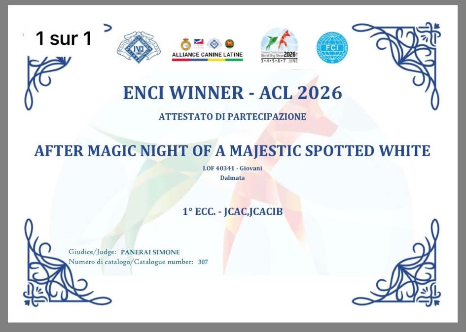 CH. After Magic Night Of A Majestic Spotted White