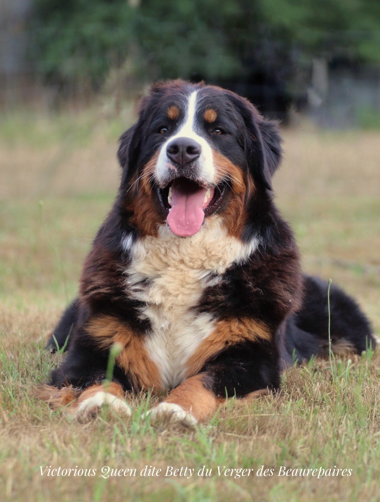 Publication : Du Verger Des Beaurepaires Auteur : Barrault M