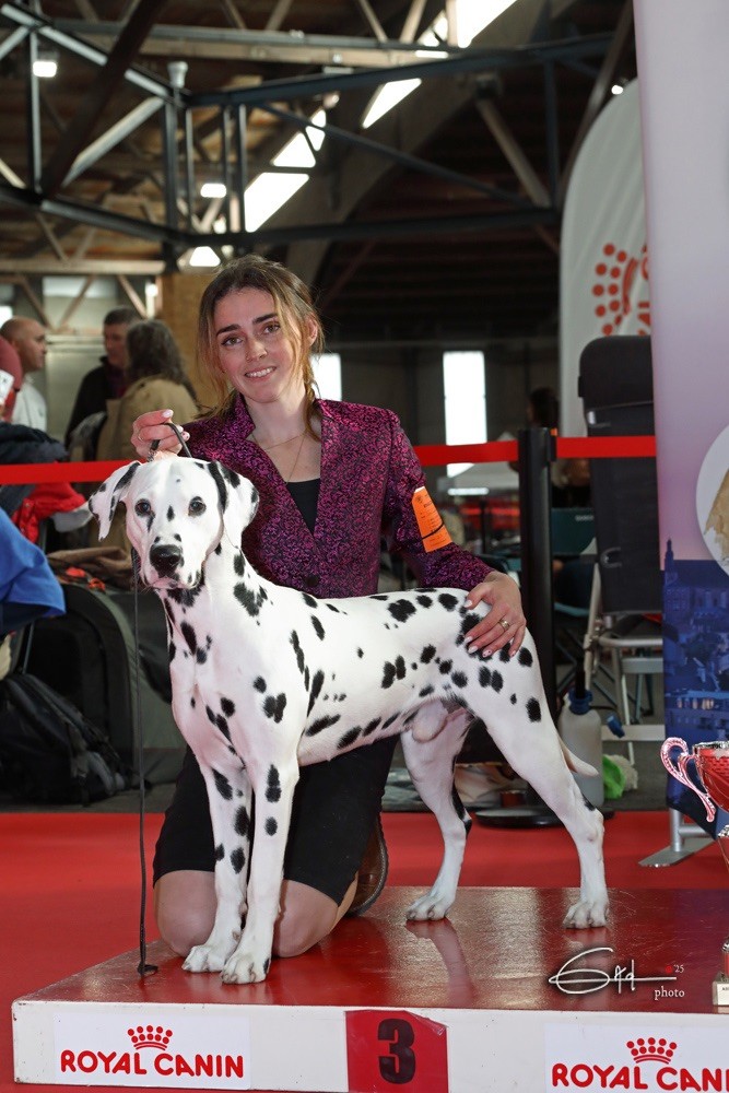 After magic night Of A Majestic Spotted White