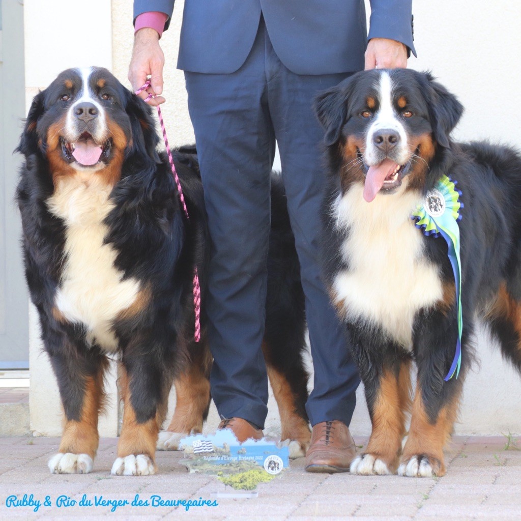 Rubby Du Verger Des Beaurepaires