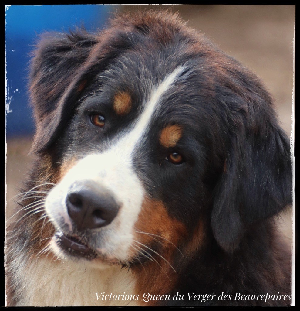 Publication : Du Verger Des Beaurepaires Auteur : Barrault M