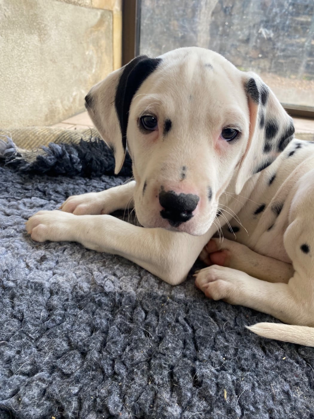 Dalmatien - Du Verger Des Beaurepaires