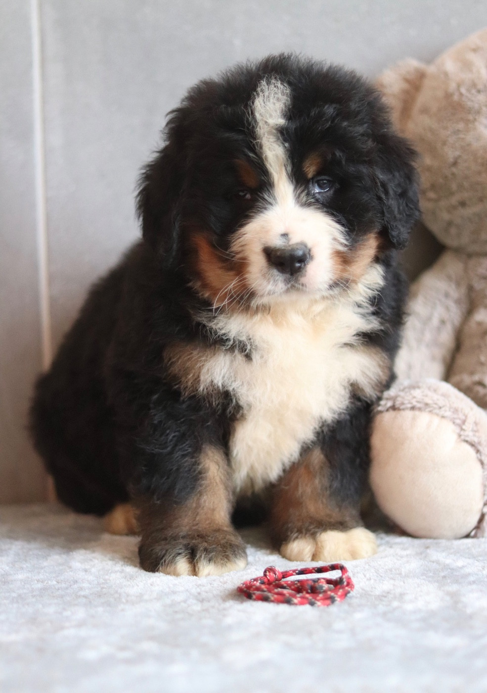 Rouge/noir - Bouvier Bernois