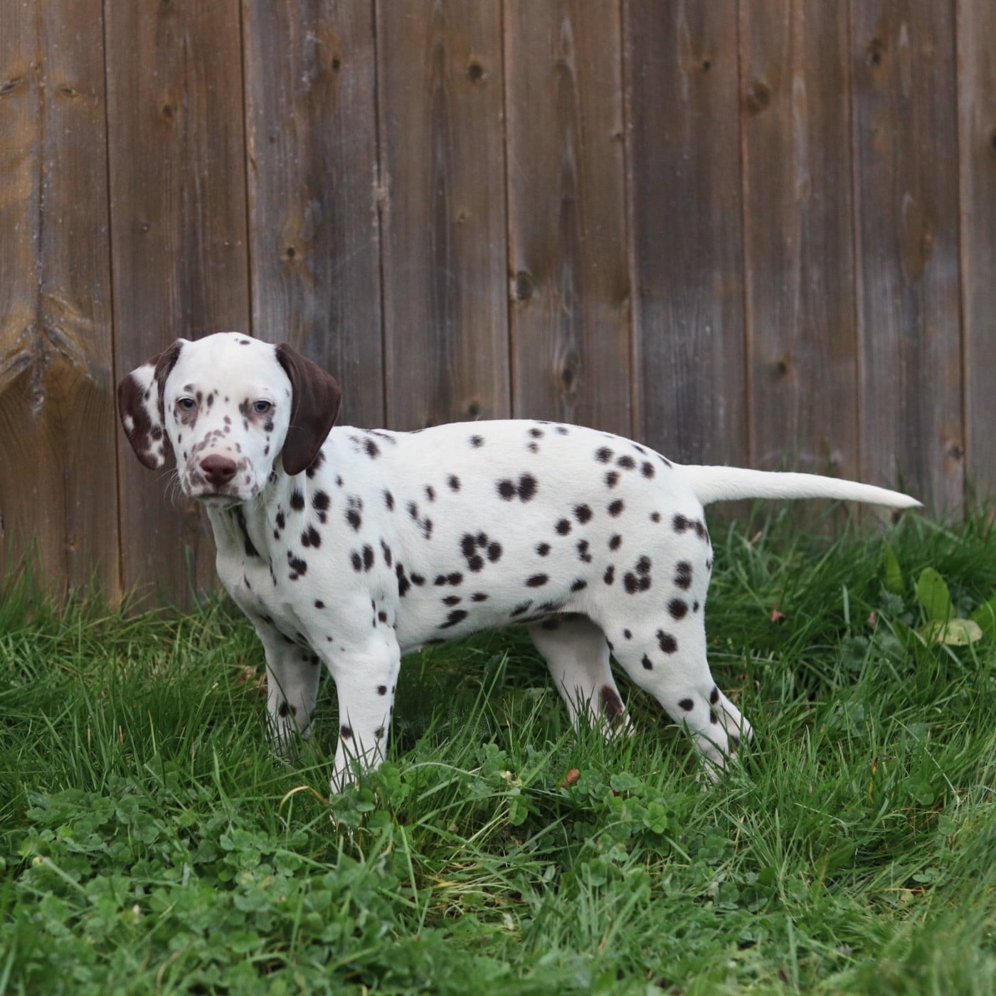 Dalmatien - Du Verger Des Beaurepaires