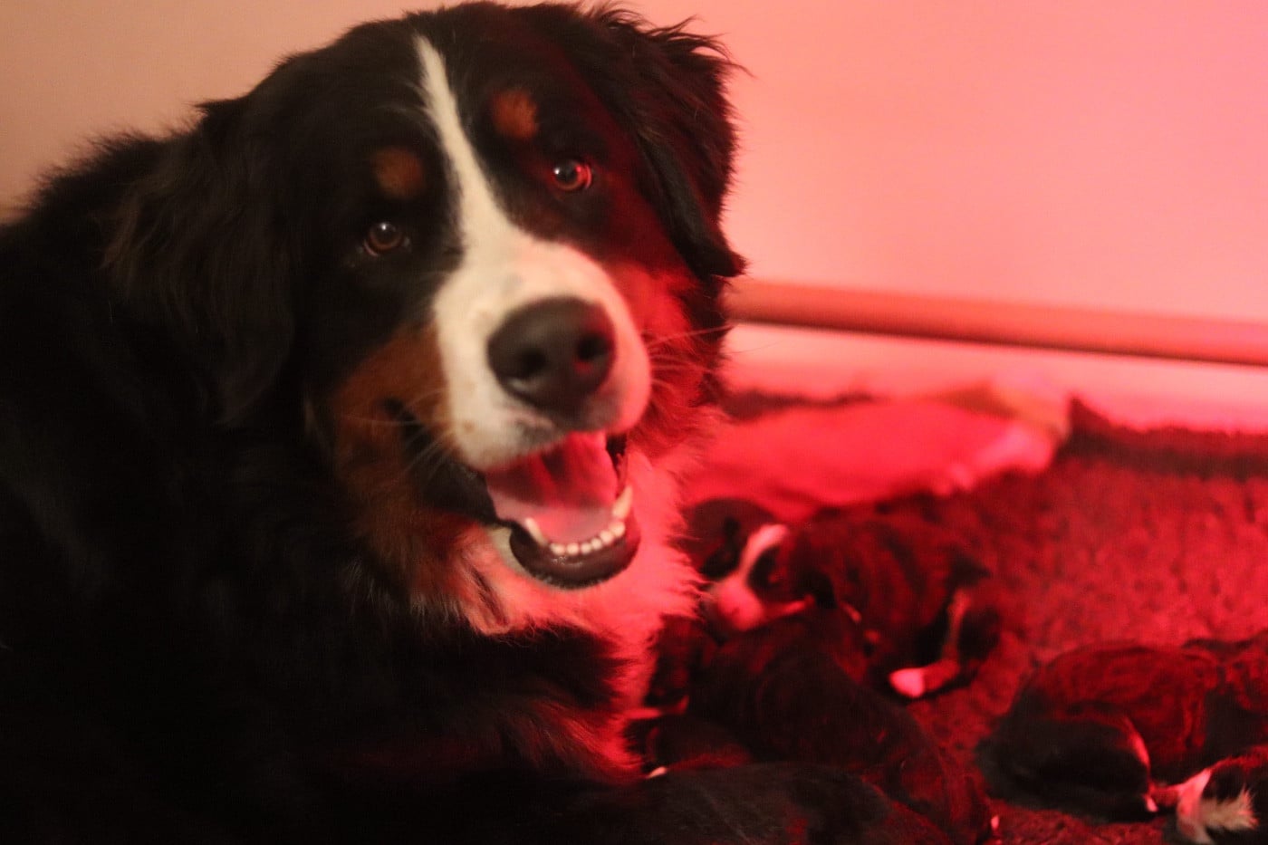 Bouvier Bernois - Du Verger Des Beaurepaires