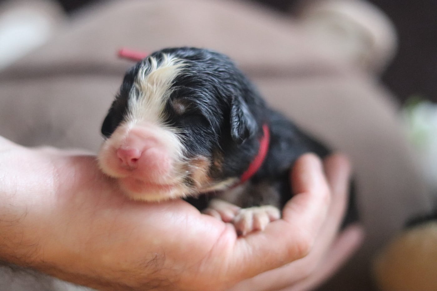 Bouvier Bernois - Du Verger Des Beaurepaires