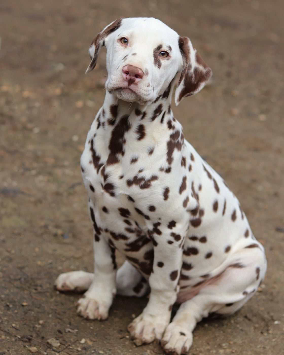 Dalmatien - Reiki x Parker - Du Verger Des Beaurepaires