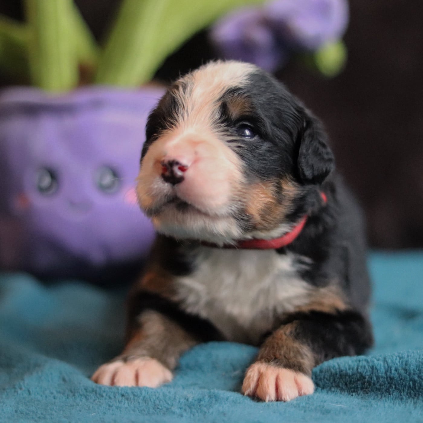Bouvier Bernois - Du Verger Des Beaurepaires