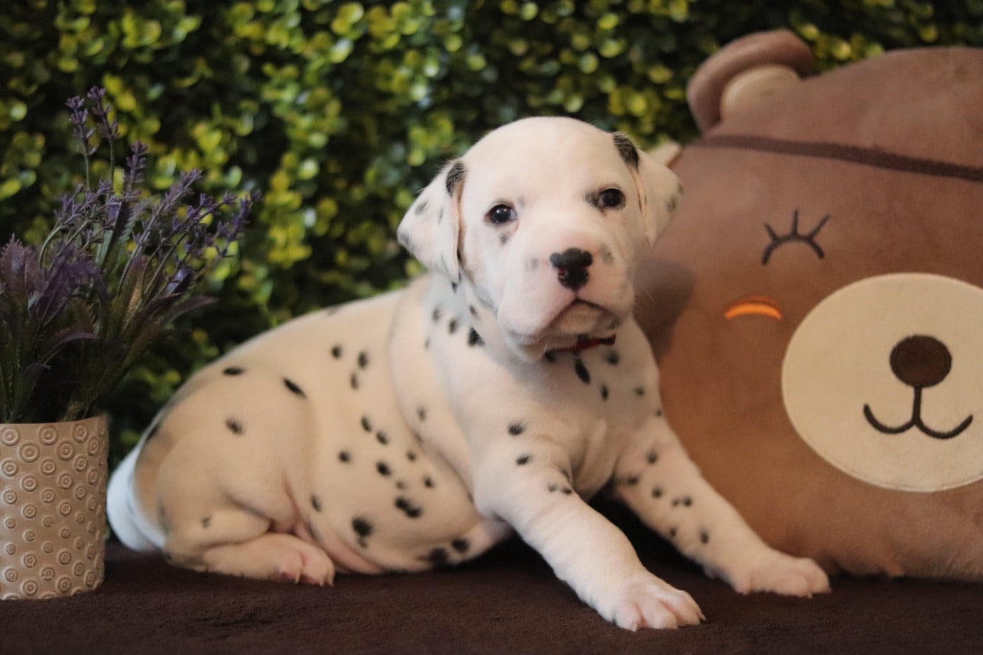 Dalmatien - Du Verger Des Beaurepaires